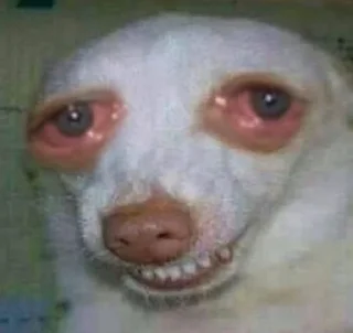 млекопитающее животное рыло