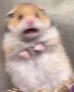 млекопитающее животное хомяк