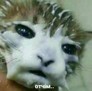 млекопитающее животное кошка