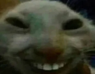 животное млекопитающее кошки малого и среднего размера