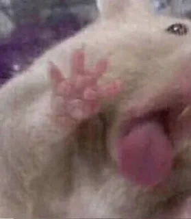 животное млекопитающее кошка