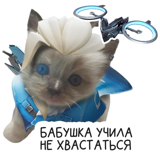 Sticker VALORANT_Universitycat - 1