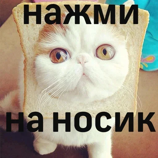 Стикер Стики 6587 из @Anonymnyi_chat_bot - 5