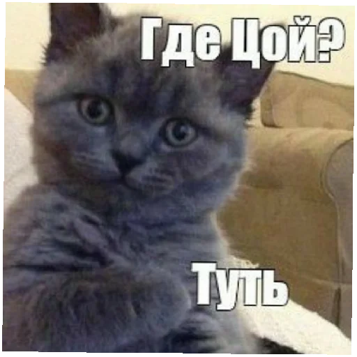 ВЦ и Гр. "Кино" - 