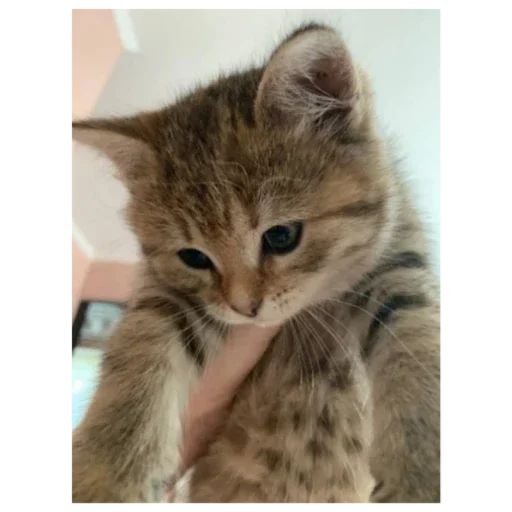 Стикеры тут: @stikeryv - 