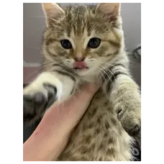 Sticker Стикеры тут: @stikeryv - 1