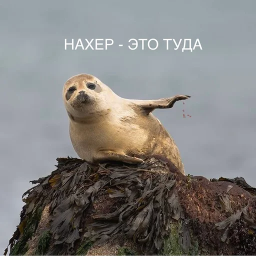 animal mammal outdoor