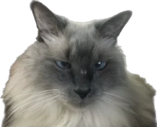 Sticker VitasiKKK - 9