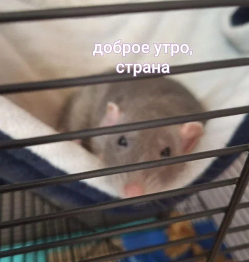 Sticker VLDSKAULYI_by_moyi_stikery_bot - 1