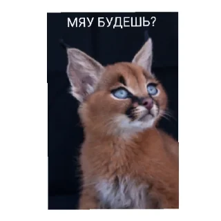 Sticker ВПИСКИ ЧЕЛЯБИНСК - 5