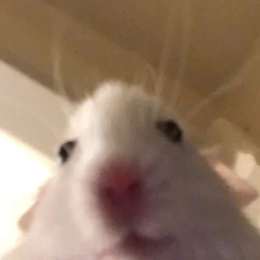 Sticker VRZCBMFKMO_by_sticker_v_bot - 1