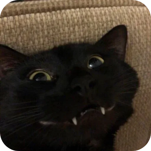 Sticker VSSXqeK_by_achestickbot - 1