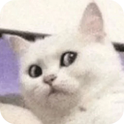 Sticker VSSXqeK_by_achestickbot - 1