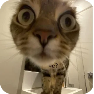 Стикер Больше стиков тут: @stikery4 - 4