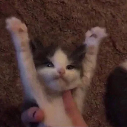 Sticker VSdVcVetxI_by_stickers_stealer_bot - 1