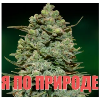 Стикер В ТАНКЕ 174 - 5