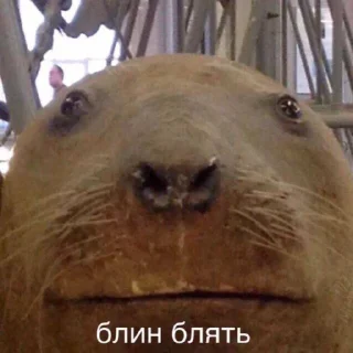 Sticker VV by Arti - 6