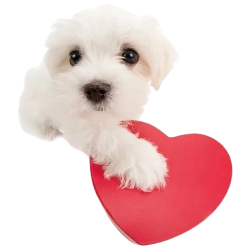 Sticker VXGTLENAZU_by_stikers_du_ark_bot - 1