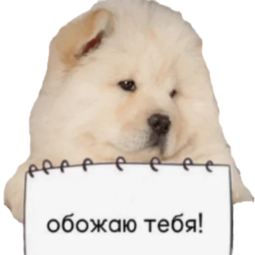 Sticker VXGTLENAZU_by_stikers_du_ark_bot - 1