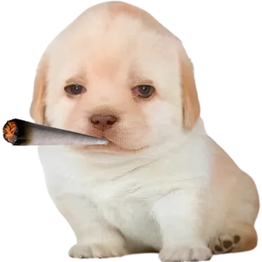 Sticker VXGTLENAZU_by_stikers_du_ark_bot - 1