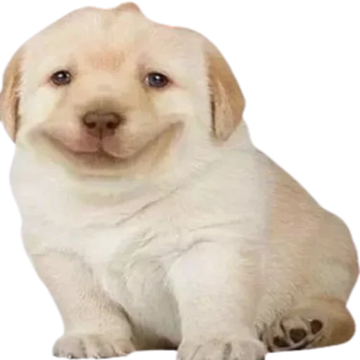 Sticker VXGTLENAZU_by_stikers_du_ark_bot - 1