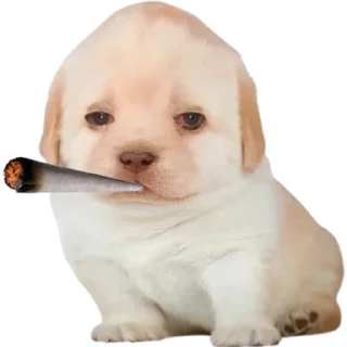 Sticker @sticksbb 🩷 <- канал со стиками - 4