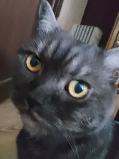 Sticker я даун • @sticbot - 5