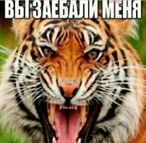 Sticker VZEqZSoGcMDdSxKnyr_by_stickers_stealer_bot - 1