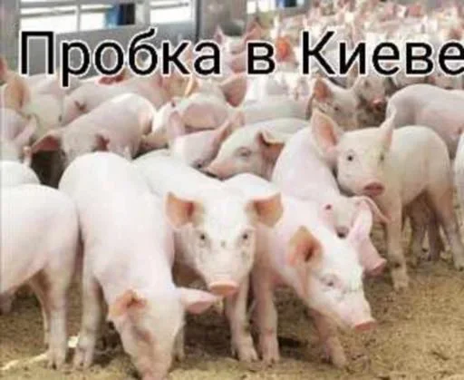 Sticker VZWpWXUgMc_by_stickers_stealer_bot - 1