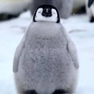 Sticker 🐧Джей🐧 • @sticbot - 9