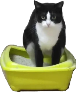 Sticker Бланш - 4