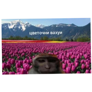 Sticker Вахуи - 7