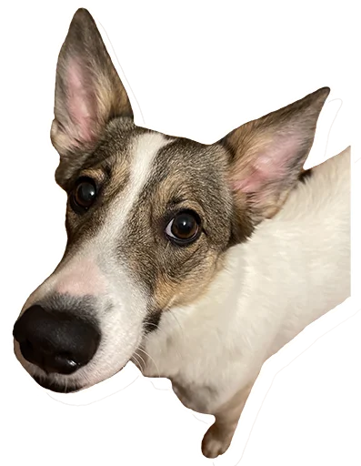 Вайнона 🐶 - 