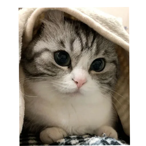 Sticker Vakhanaliya38 - 1