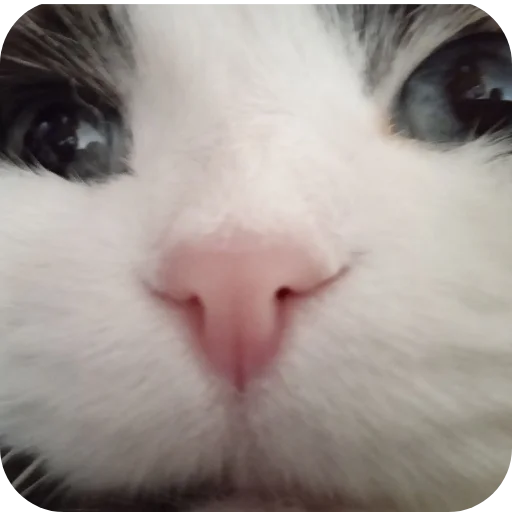 Sticker Vakhanaliya38 - 1