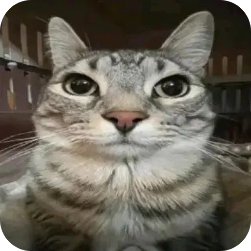 Вакханалия - 