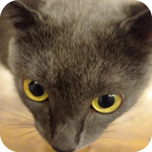 Sticker Vakhanaliya38 - 1