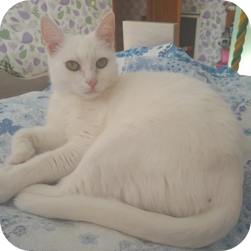 Sticker Vakhanaliya38 - 1