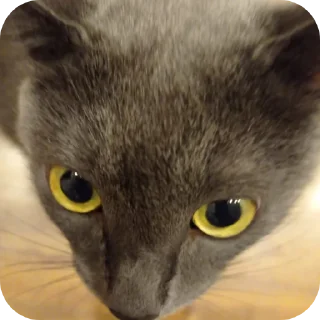 Sticker Вакханалия - 10