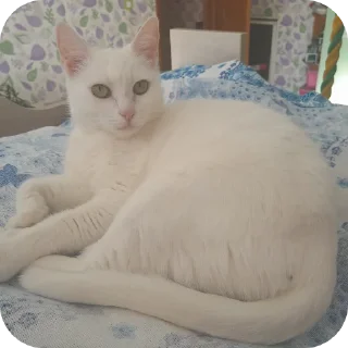 Sticker Вакханалия - 4