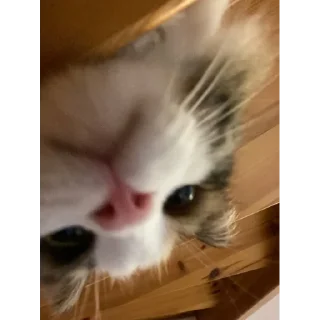 Sticker СуперМегаСтикерпак | @m1khailbr_stickerbot - 8