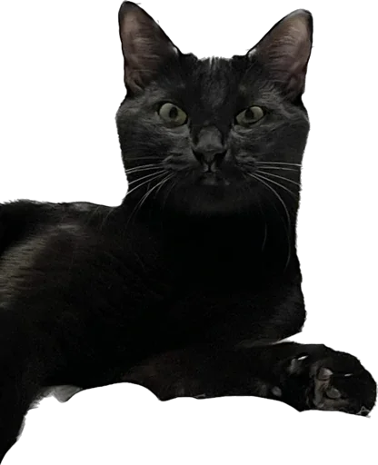 Sticker ValerianTheStickerCat - 1