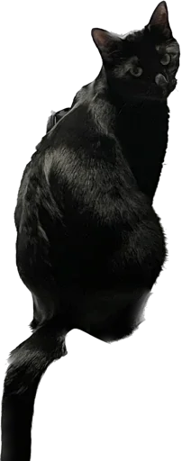 Sticker ValerianTheStickerCat - 1