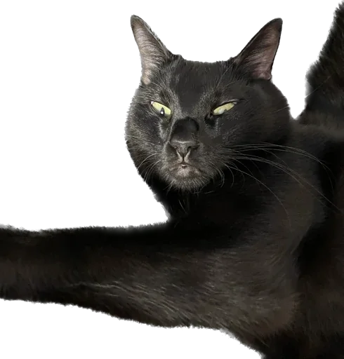 Стикер ValerianTheStickerCat - 1