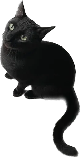 Sticker ValerianTheStickerCat - 1