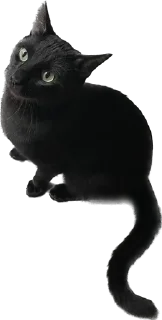 Sticker Valerian The Cat - 6