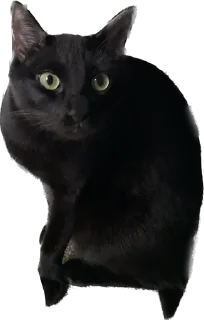 Sticker Valerian The Cat - 8