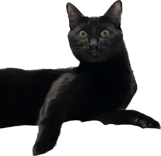 Sticker Valerian The Cat - 11