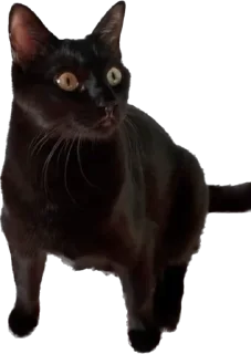 Sticker Valerian The Cat - 5