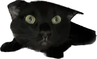 Sticker Valerian The Cat - 10